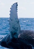 humpback_fin